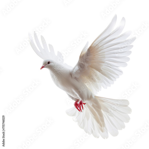 Beautiful white dove flying. Isolated on transparent background.