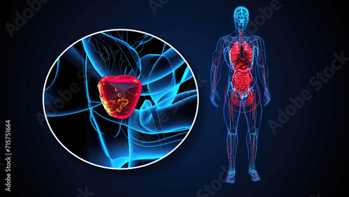 4K abstract 3D illustration of the prostate photo