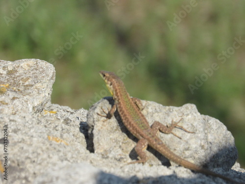 Meadow Mingle: Lively Lizard in the Grass
