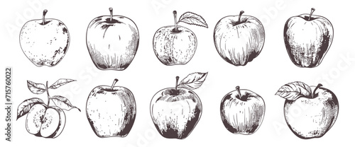Vintage sketch apples. Isolated apple, fresh harvest elements. Popular fruits with leaves, raw for pie. Natural vitamin food, vector set