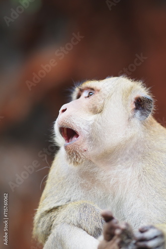 Crazy monkey king open mouth on background blurred, short hair brown, Grand Bassin, baboon, Rhesus macaque, Gibraltar, Thailand, animal, zoo, safari, pet, nature