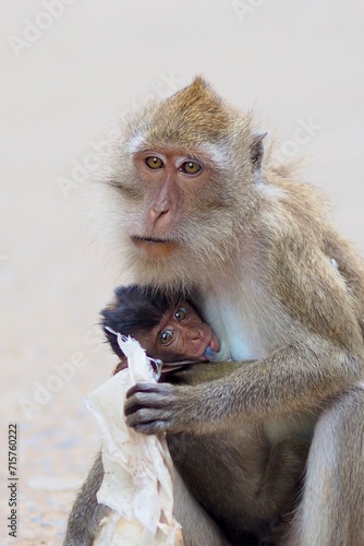 mother and baby monkey holding hug at natural park Thailand  eating plastic bag pollution  environmental problem  natural  food  banana  animal  background