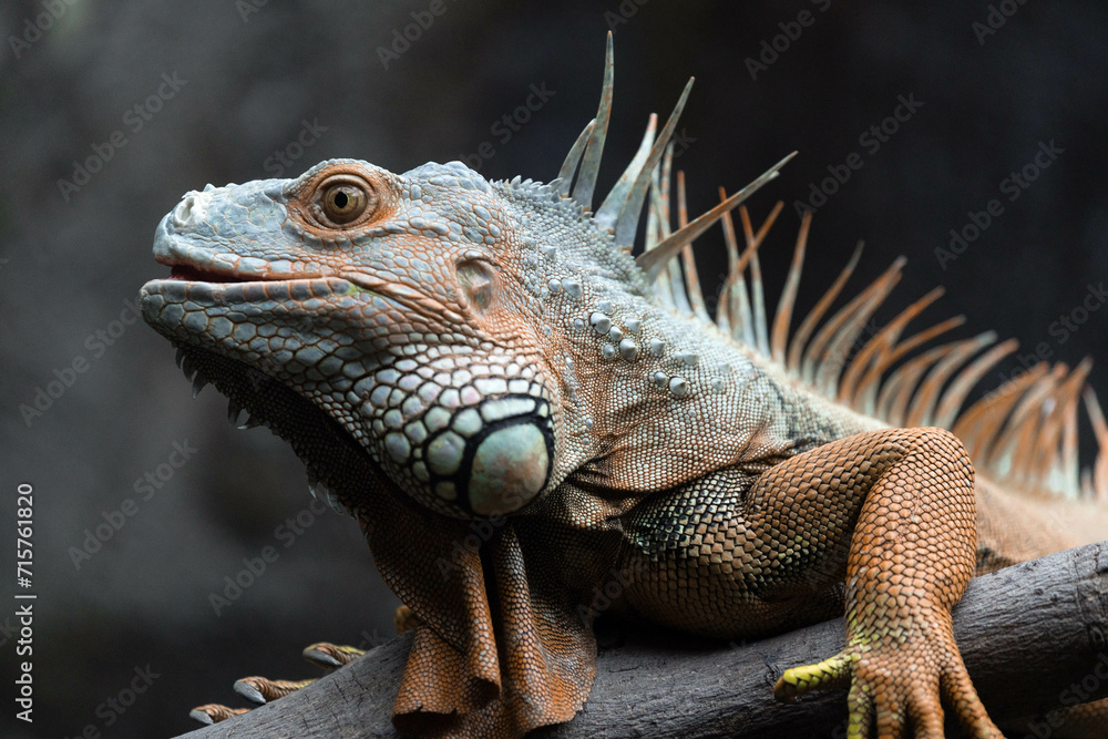 Fototapeta premium Igruana sitting on a tree, close-up