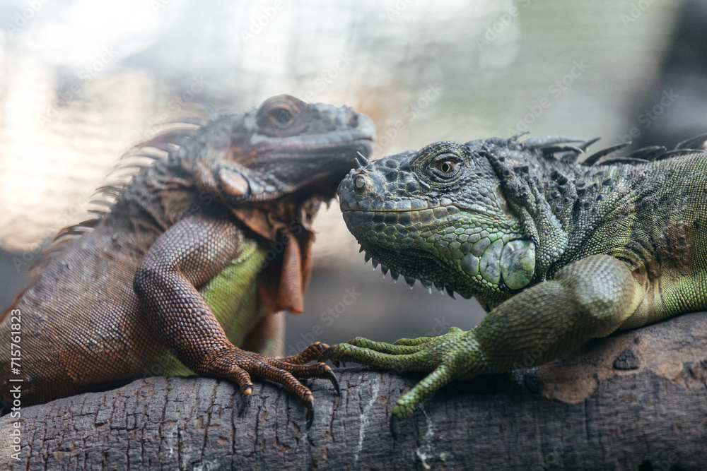 Fototapeta premium Two beautiful iguanas sitting on a tree