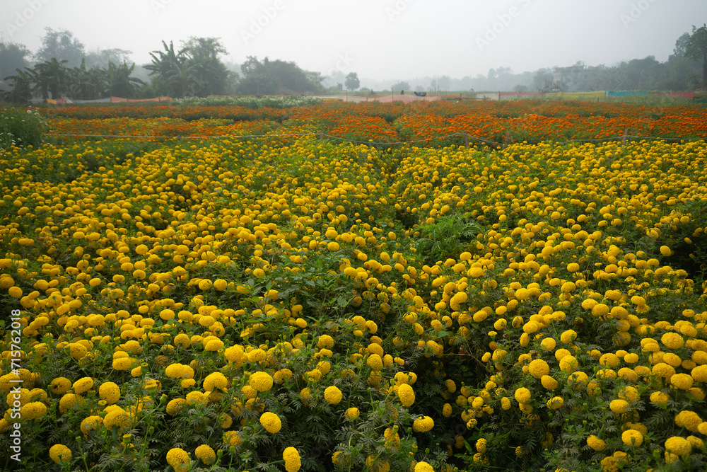 Fototapeta premium Vast field of yellow marigold flowers at valley of flowers, Khirai, West Bengal, India. Flowers are harvested here for sale. Tagetes, herbaceous plants, family Asteraceae, blooming yellow marigold.
