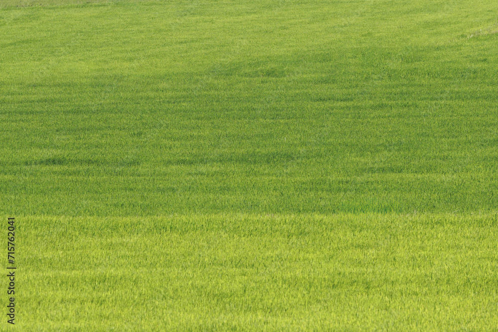 Fototapeta premium Beautiful green grass field texture