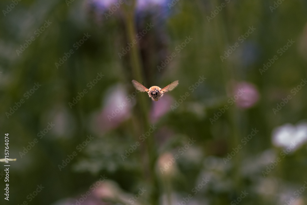 Little bee floating in the air photographed from the front with a green background. Wool floater photographed in flight with wings outstretched Little bee floating in the air photographed from the front with a green background. Wool floater photographed in flight with wings outstretched