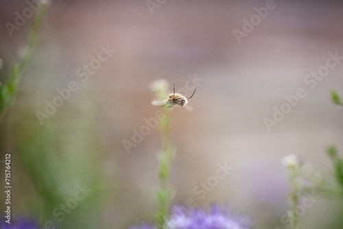 Wool floater photographed in flight with its hind legs extended. Small bee floating in the air photographed from behind with a light brown background