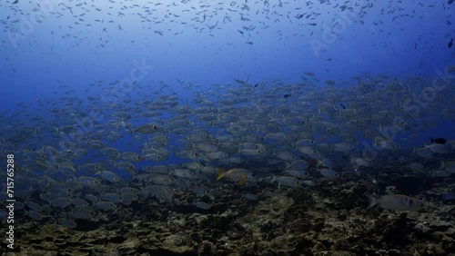 Incredible underwater life have been filmed in the French Polynesia (Tahiti), at the South pass in the atoll of Fakarava, Shoal of fish over the reef