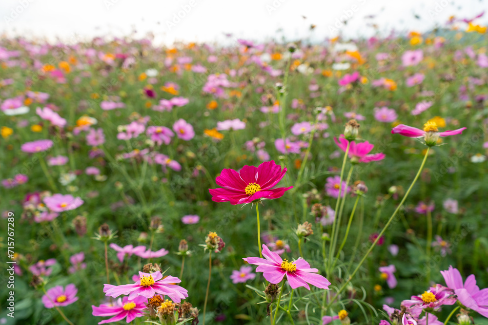 Cosmos flower field Cosmos flower field
