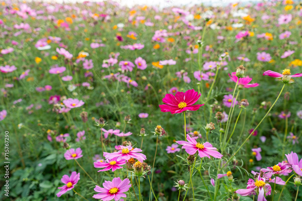 Cosmos flower field Cosmos flower field