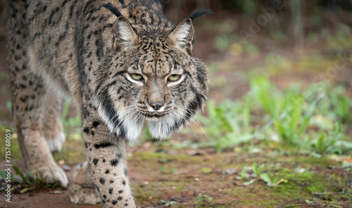 Intense Gaze of a Wild Lynx Walking in the Woods © F.C.G.
