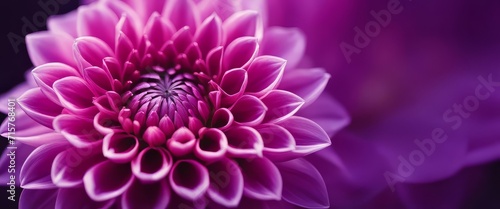 purple dahlia petals macro  floral abstract background. Close up of flower dahlia for background