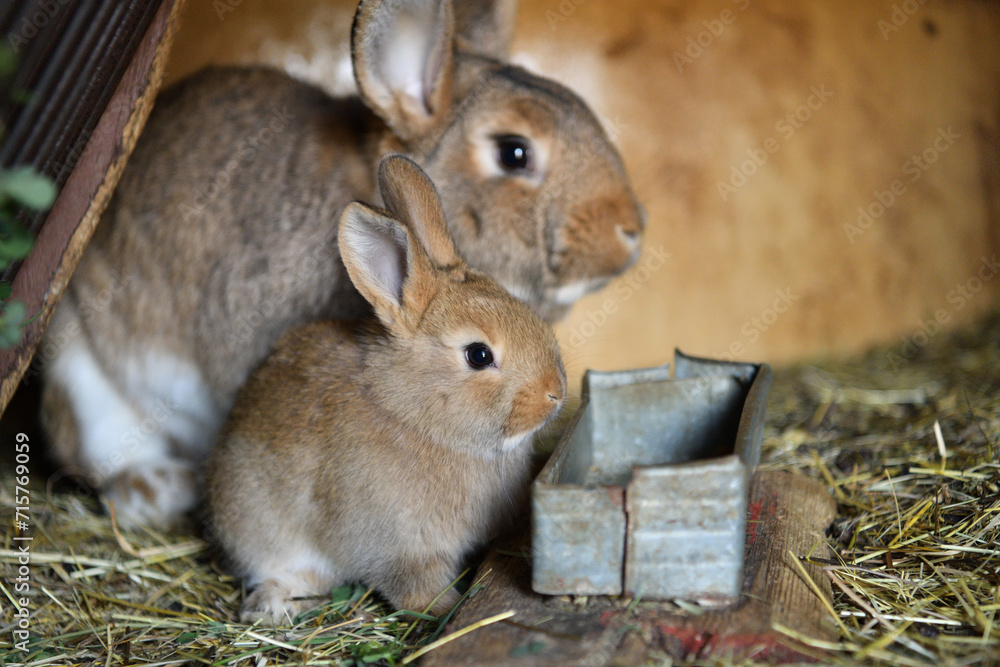 Small domestic rabbits eating grass in the nest