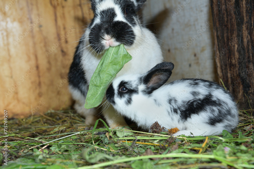 Domestic rabbit mother with small bunny eating grass in the nest