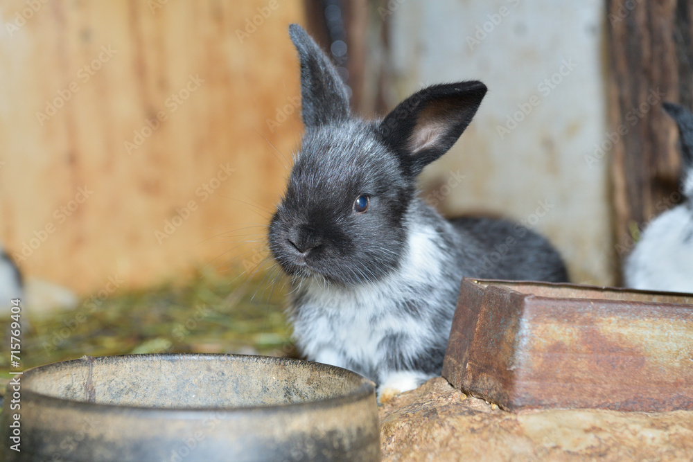 Small domestic rabbits eating grass in the nest