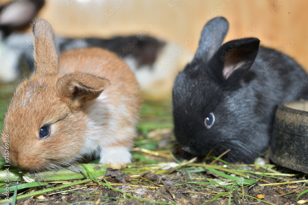 Small domestic rabbits eating grass in the nest