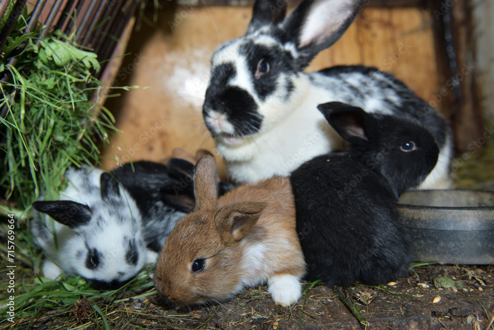 Small domestic rabbits eating grass in the nest