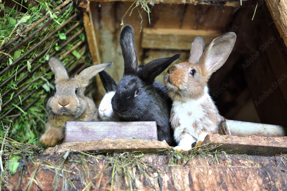 Small domestic rabbits eating grass in the nest