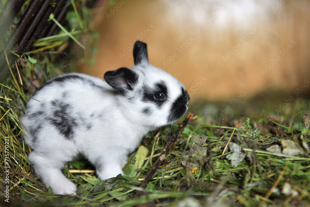 Small domestic rabbits eating grass in the nest