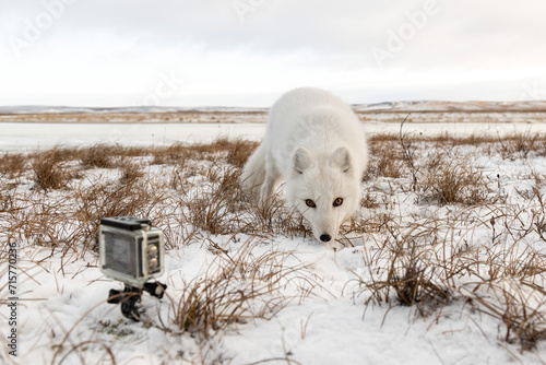 Arctic fox (Vulpes Lagopus) in winter time in Siberian tundra and action camera