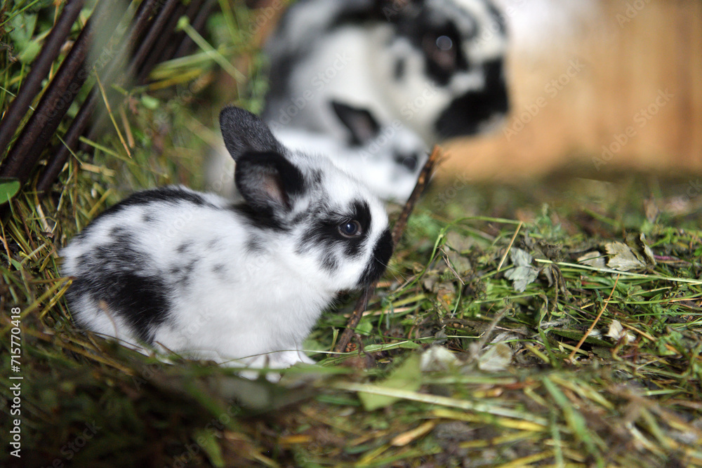 Small domestic rabbits eating grass in the nest