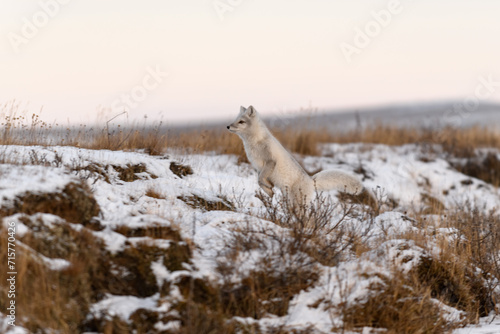 Arctic fox (Vulpes Lagopus) in winter time in Siberian tundra