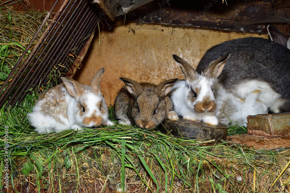 Small domestic rabbits eating grass in the nest