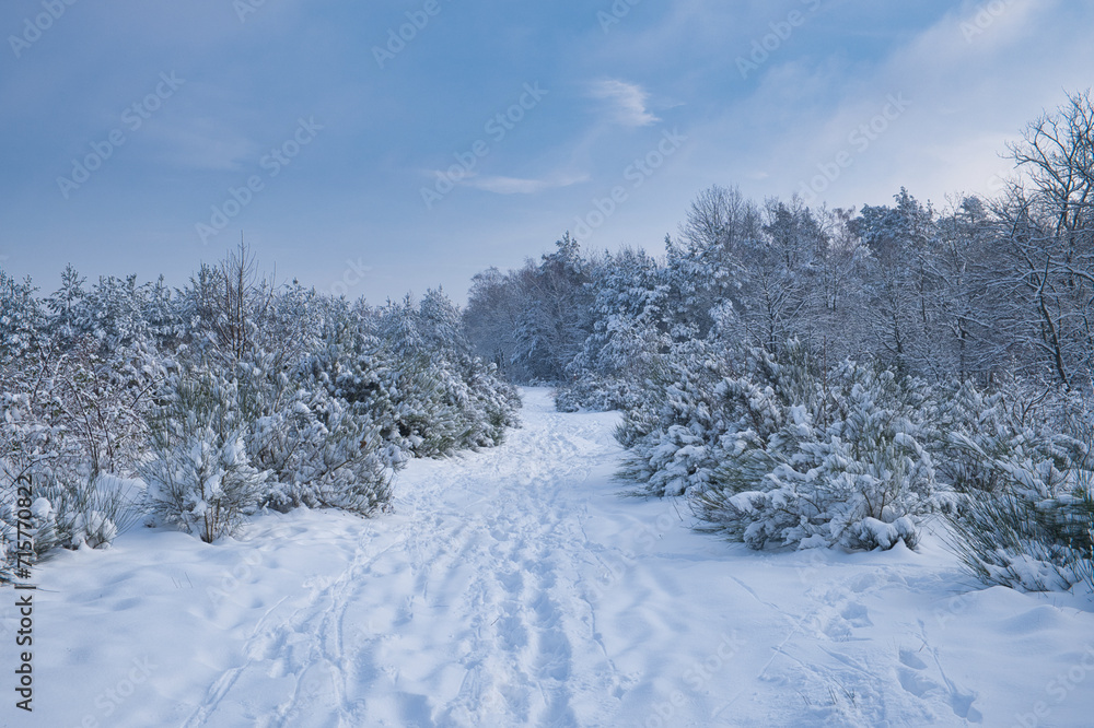 snowy trees, wintry snowy landscape