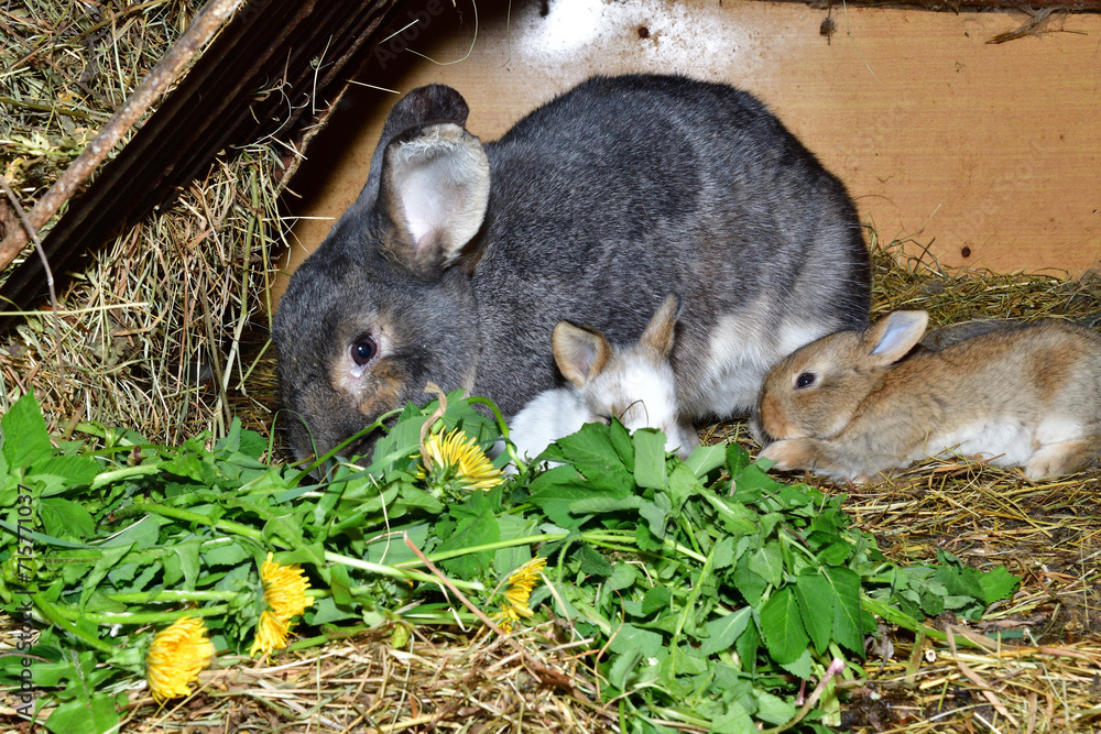 Domestic rabbit mother with small bunny eating grass in the nest