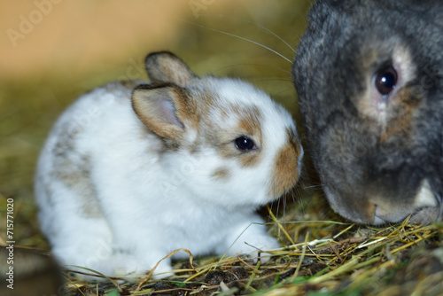 Obraz na płótnie Animal love mother with smalll rabbits in the lair with hay w salonie