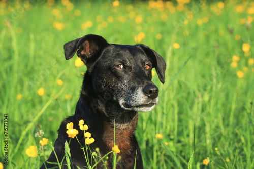 Senior - Portrait schwarzer Hund in Blumenwiese mit Butterblumen