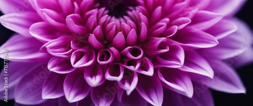 purple dahlia petals macro, floral abstract background. Close up of flower dahlia for background © Adi