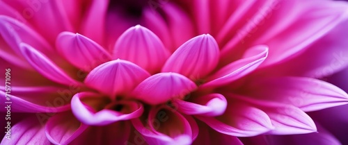 purple dahlia petals macro  floral abstract background. Close up of flower dahlia for background