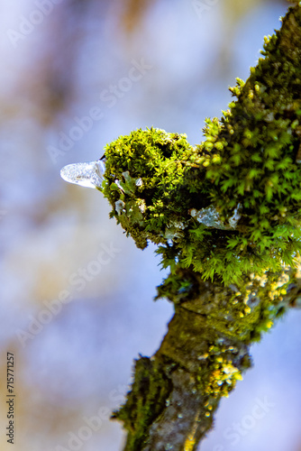 bud of tree with frozen water looks like a bird with beak