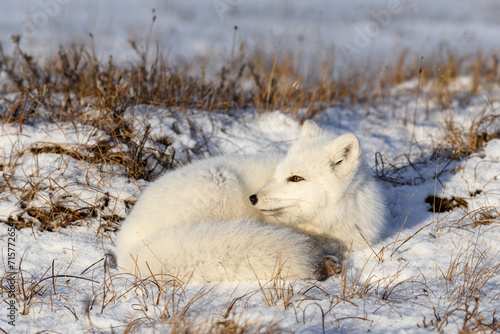 Arctic fox  Vulpes Lagopus  in wilde tundra. Arctic fox lying. Sleeping in tundra.