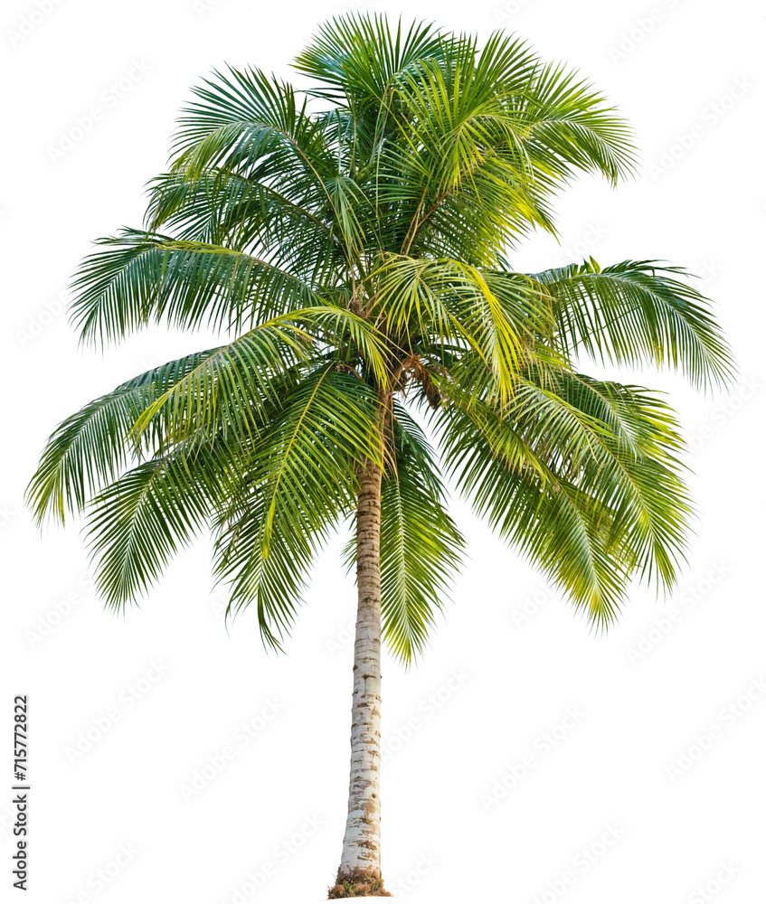 Obraz premium PNG Palm Tree or Coconut Trees transparent background