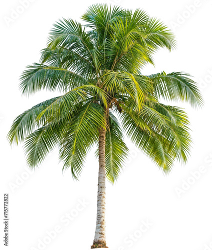 PNG Palm Tree or Coconut Trees transparent background