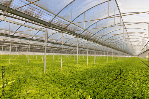 greenhouse cultivation of lettuce, vegetable harvest period and particular land with vegetables © Vincenzo Rampolla