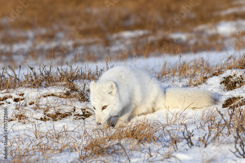 Arctic fox (Vulpes Lagopus) in wilde tundra. Arctic fox lying. Sleeping in tundra.