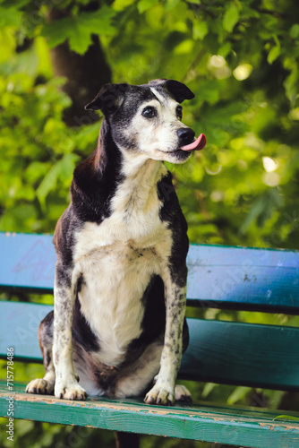 Hund sitzt auf einer Bank und schleckt mit der Zunge