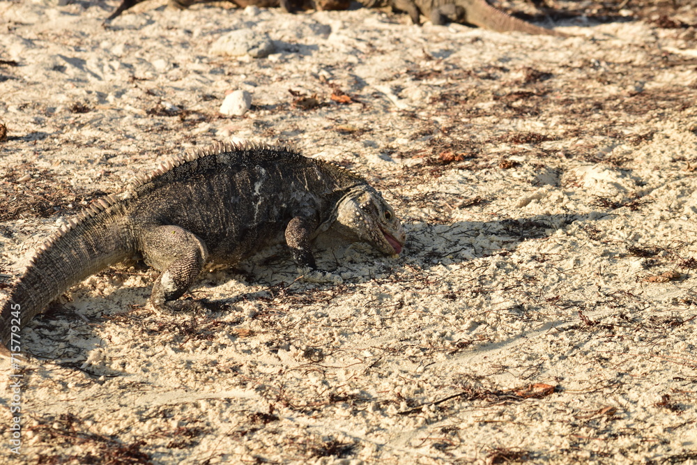 Obraz premium Iguane reptile lézard