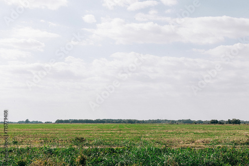 field of wheat