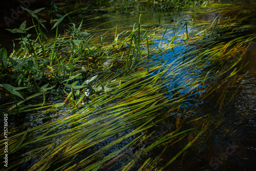 Rzeka zarośnięta trawami © Maciej