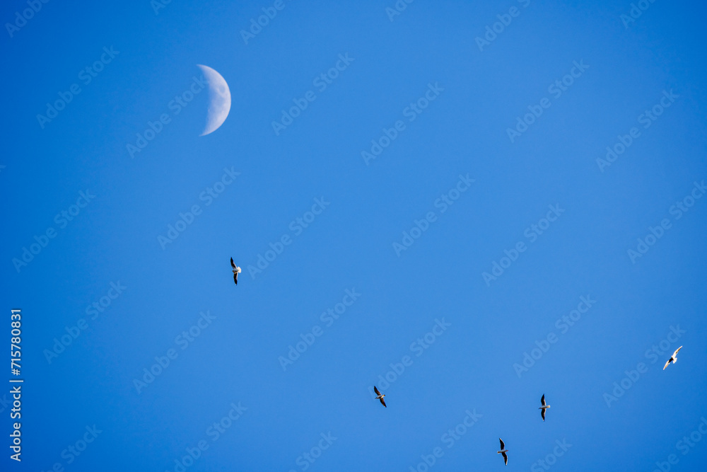 landscape with the moon and seagulls flying in the blue sky. landscape with the moon and seagulls flying in the blue sky.