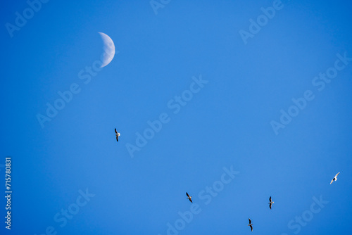 landscape with the moon and seagulls flying in the blue sky.
