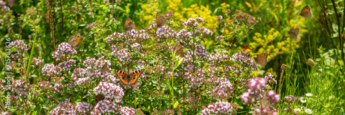 Summer, Sun, Butterflies, Small tortoiseshell (Aglais urticae), Small heath (Coenonympha pamphilus), Oregano photo