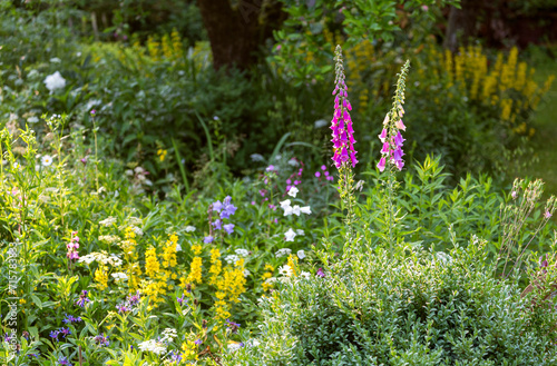 Flowers of common foxglove, Digitalis purpurea, and other flowers in a front garden