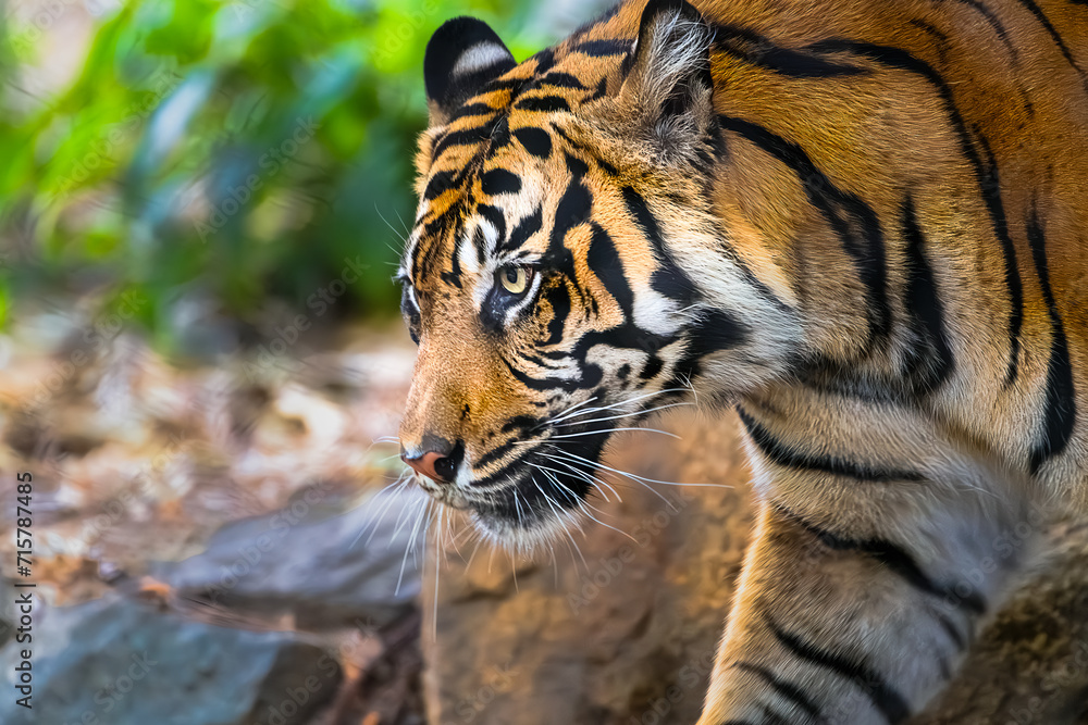 Obraz premium 2021-03-23 A PROFILE UP CLOSE SHOT OF A SUMATRAN TIGER WITH A BEAUTIFUL EYE AND NICE FUR