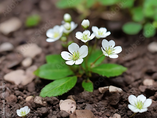 Photo of beautiful unique tiny white flowers with green leaves in the surface of earth in spring season.  AI Generated
